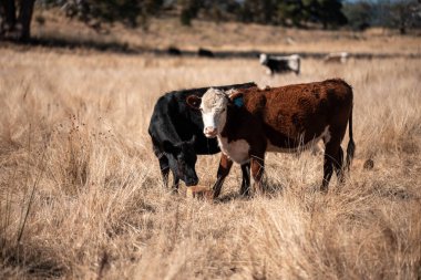 Avustralya 'da bir çiftlikte karbon nötr sığır yetiştiriciliği. Avustralya' da güzel sığırlar otlaklar ve otlaklar. Yeni Zelanda 'da büyüyen sığır sürüsü.