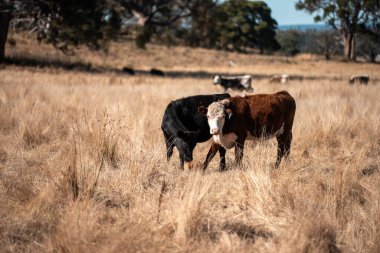 Avustralya 'da bir çiftlikte karbon nötr sığır yetiştiriciliği. Avustralya' da güzel sığırlar otlaklar ve otlaklar. Yeni Zelanda 'da büyüyen sığır sürüsü.