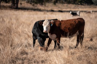 Avustralya 'da bir çiftlikte karbon nötr sığır yetiştiriciliği. Avustralya' da güzel sığırlar otlaklar ve otlaklar. Yeni Zelanda 'da büyüyen sığır sürüsü.