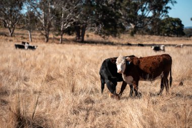 Avustralya 'da bir çiftlikte karbon nötr sığır yetiştiriciliği. Avustralya' da güzel sığırlar otlaklar ve otlaklar. Yeni Zelanda 'da büyüyen sığır sürüsü.