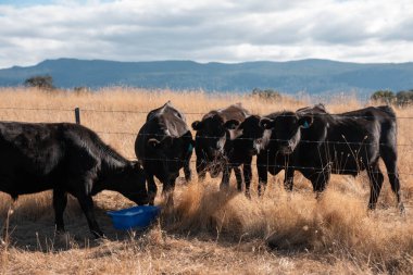 Avustralya 'da bir çiftlikte karbon nötr sığır yetiştiriciliği. Avustralya' da güzel sığırlar otlaklar ve otlaklar. Yeni Zelanda 'da büyüyen sığır sürüsü.