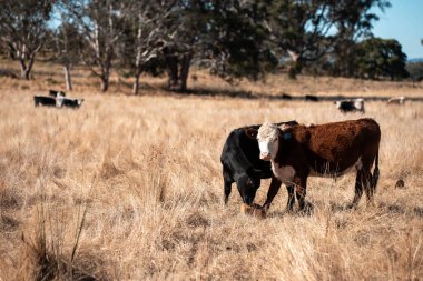 Avustralya 'da bir çiftlikte karbon nötr sığır yetiştiriciliği. Avustralya' da güzel sığırlar otlaklar ve otlaklar. Yeni Zelanda 'da büyüyen sığır sürüsü.