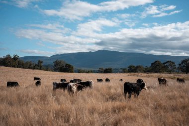 Avustralya 'da bir çiftlikte karbon nötr sığır yetiştiriciliği. Avustralya' da güzel sığırlar otlaklar ve otlaklar. Yeni Zelanda 'da büyüyen sığır sürüsü.