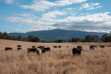Avustralya 'da bir çiftlikte karbon nötr sığır yetiştiriciliği. Avustralya' da güzel sığırlar otlaklar ve otlaklar. Yeni Zelanda 'da büyüyen sığır sürüsü.