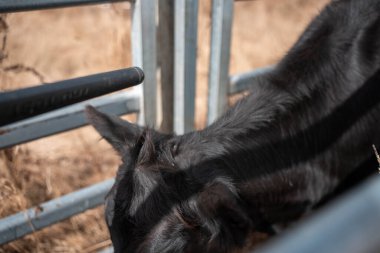 Avustralya 'da sığır ağıllarında kurtlu sırılsıklam ineklere ve tarımda kadınlara bakılıyor.
