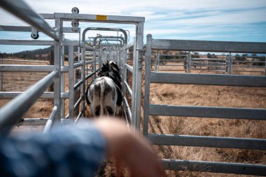 Avustralya 'da sığır ağıllarında kurtlu sırılsıklam ineklere ve tarımda kadınlara bakılıyor.