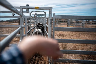 Avustralya 'da sığır ağıllarında kurtlu sırılsıklam ineklere ve tarımda kadınlara bakılıyor.