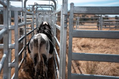 Avustralya 'da sığır ağıllarında kurtlu sırılsıklam ineklere ve tarımda kadınlara bakılıyor.