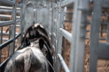 Avustralya 'da sığır ağıllarında kurtlu sırılsıklam ineklere ve tarımda kadınlara bakılıyor.