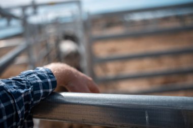 Avustralya 'da sığır ağıllarında kurtlu sırılsıklam ineklere ve tarımda kadınlara bakılıyor.