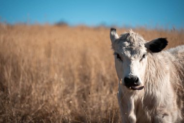 Yazın tarlada ot yiyen inekler.