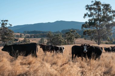 Angus, wagyu ve Murray sığır boğaları ve inekler, baharda Avustralya 'da bir tepede otlanıyorlar.