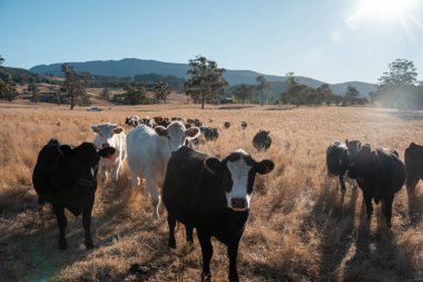 Angus, wagyu ve Murray sığır boğaları ve inekler, baharda Avustralya 'da bir tepede otlanıyorlar.