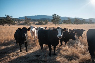 Angus, wagyu ve Murray sığır boğaları ve inekler, baharda Avustralya 'da bir tepede otlanıyorlar.
