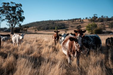 Angus, wagyu ve Murray sığır boğaları ve inekler, baharda Avustralya 'da bir tepede otlanıyorlar.