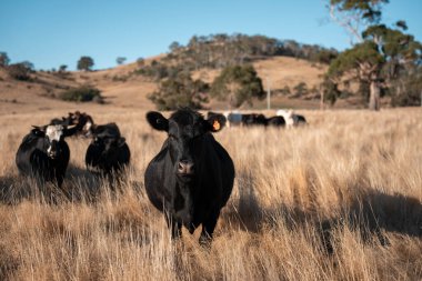 Angus, wagyu ve Murray sığır boğaları ve inekler, baharda Avustralya 'da bir tepede otlanıyorlar.