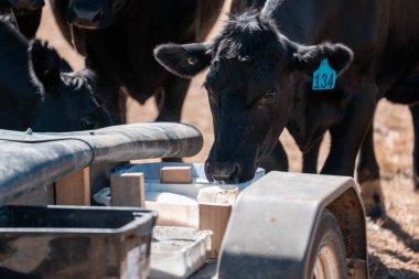 Sığırlar için mineral blokları olan inekler, Avustralya 'da bir çiftlikte inek yalama bloğu