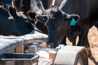 Sığırlar için mineral blokları olan inekler, Avustralya 'da bir çiftlikte inek yalama bloğu