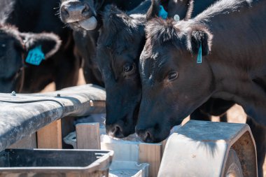 Sığırlar için mineral blokları olan inekler, Avustralya 'da bir çiftlikte inek yalama bloğu
