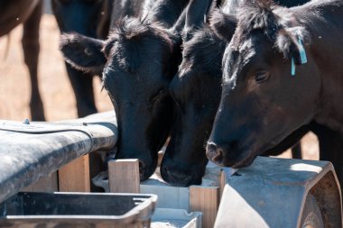 Angus, wagyu ve Murray sığır boğaları ve inekler, baharda Avustralya 'da bir tepede otlanıyorlar.