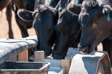 Sığırlar için mineral blokları olan inekler, Avustralya 'da bir çiftlikte inek yalama bloğu