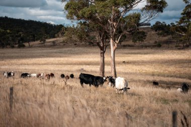 Yazın tarlada ot yiyen inekler.