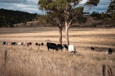 Yazın tarlada ot yiyen inekler.