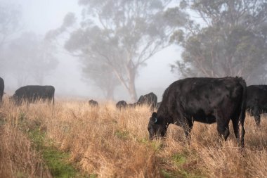 Yazın tarlada ot yiyen inekler.
