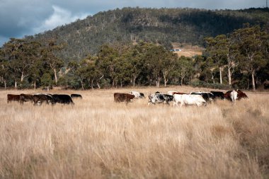 Yazın tarlada ot yiyen inekler.