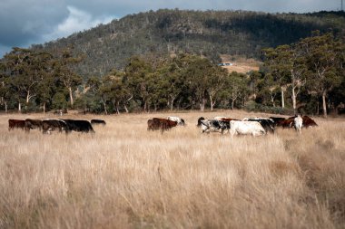 Yazın tarlada ot yiyen inekler.