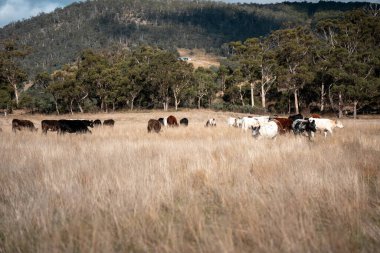 Yazın tarlada ot yiyen inekler.