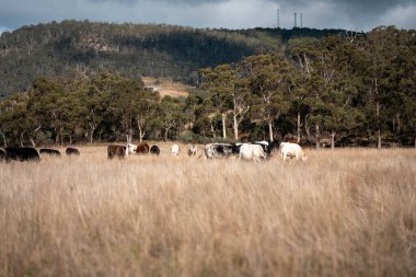 Yazın tarlada ot yiyen inekler.