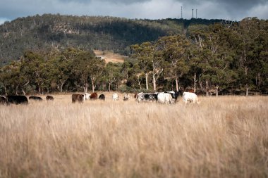 Yazın tarlada ot yiyen inekler.