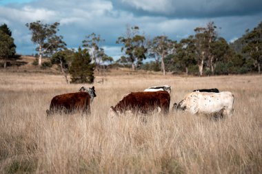 Yazın tarlada ot yiyen inekler.