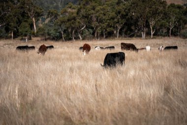 Yazın tarlada ot yiyen inekler.