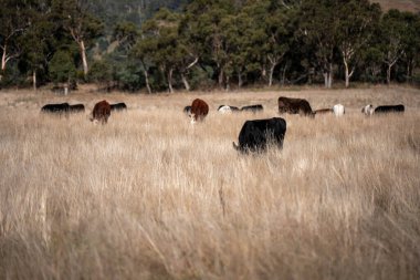 Yazın tarlada ot yiyen inekler.