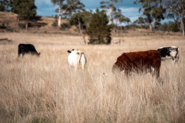 Yazın tarlada ot yiyen inekler.