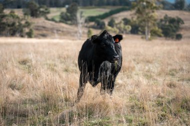Yazın tarlada ot yiyen inekler.