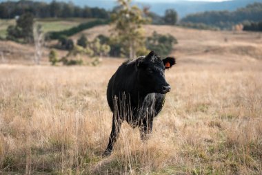 Yazın tarlada ot yiyen inekler.