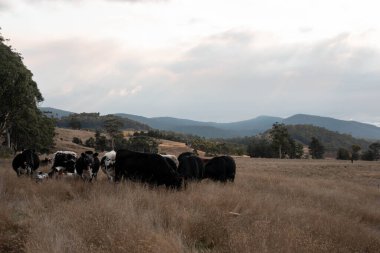 Yazın tarlada ot yiyen inekler.