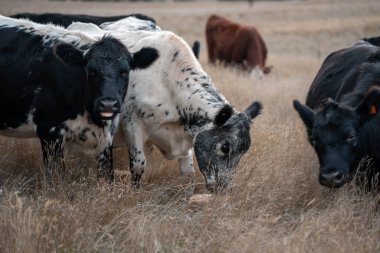 Yazın tarlada ot yiyen inekler.