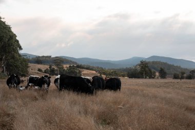 Yazın tarlada ot yiyen inekler.