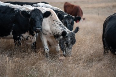 Yazın tarlada ot yiyen inekler.