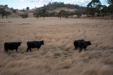 Yazın tarlada ot yiyen inekler.
