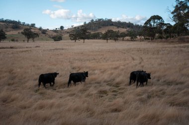 Yazın tarlada ot yiyen inekler.