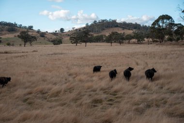 Yazın tarlada ot yiyen inekler.