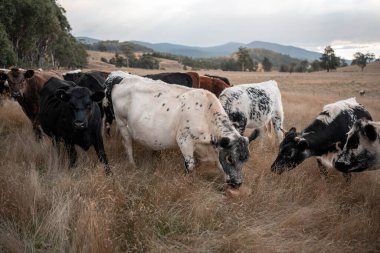 Yazın tarlada ot yiyen inekler.