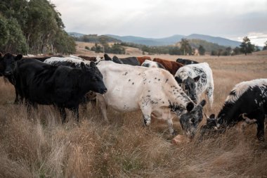 Yazın tarlada ot yiyen inekler.