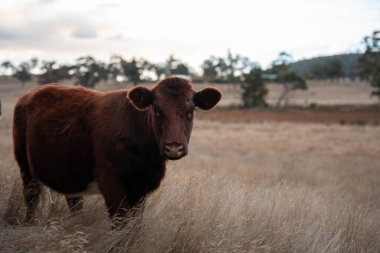 Yazın tarlada ot yiyen inekler.