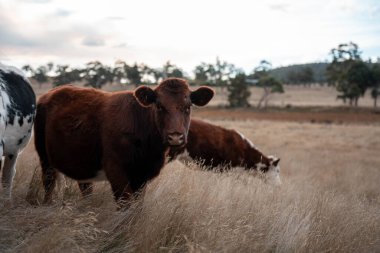 Yazın tarlada ot yiyen inekler.